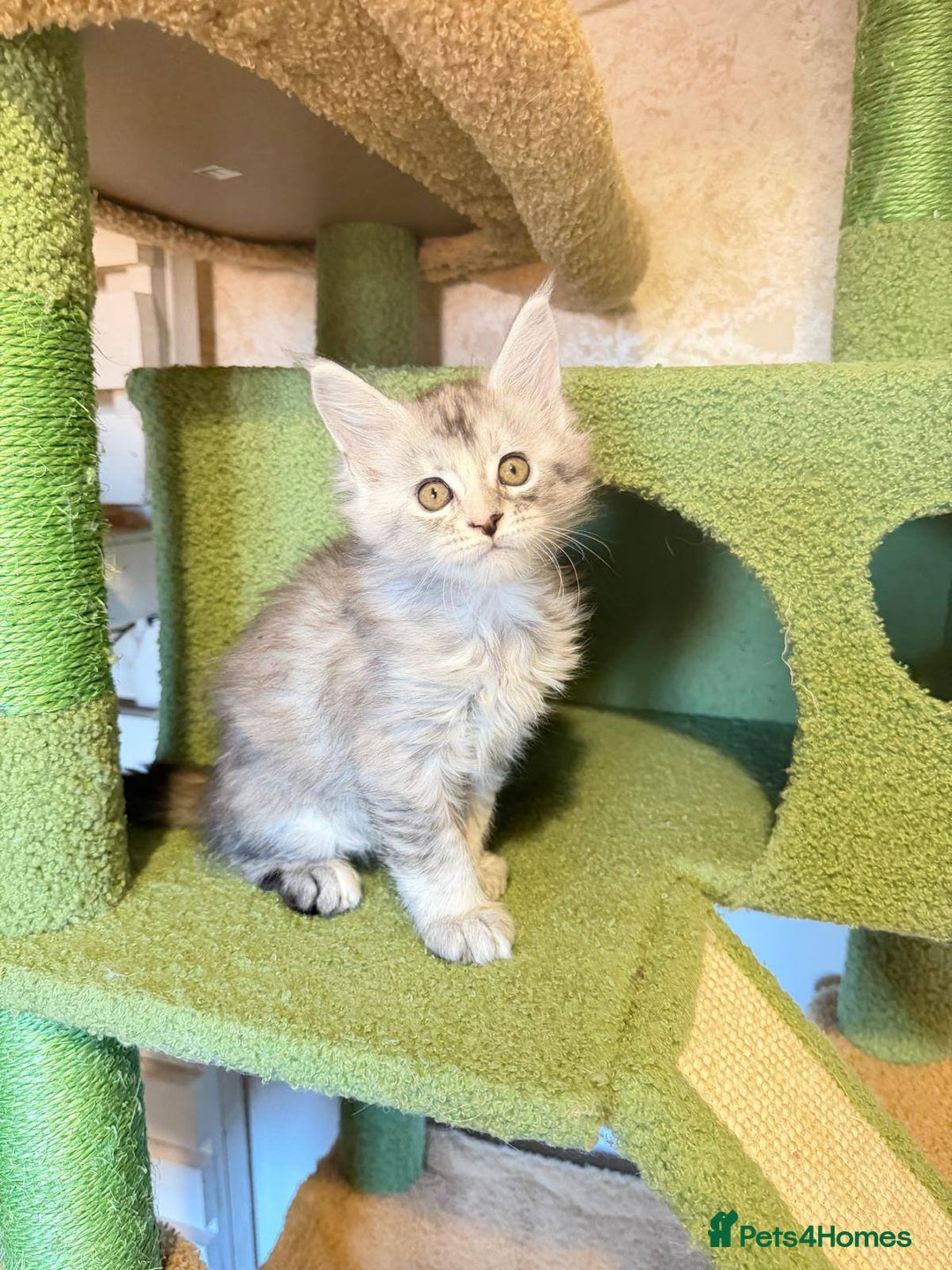 Maine Coon cats for sale: Beautiful Maine Coon Kittens - Advert 8