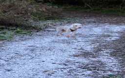Bedlington Terrier dogs for stud: KC Registered Bedlington Terrier Stud in Ferryhill - Image 14