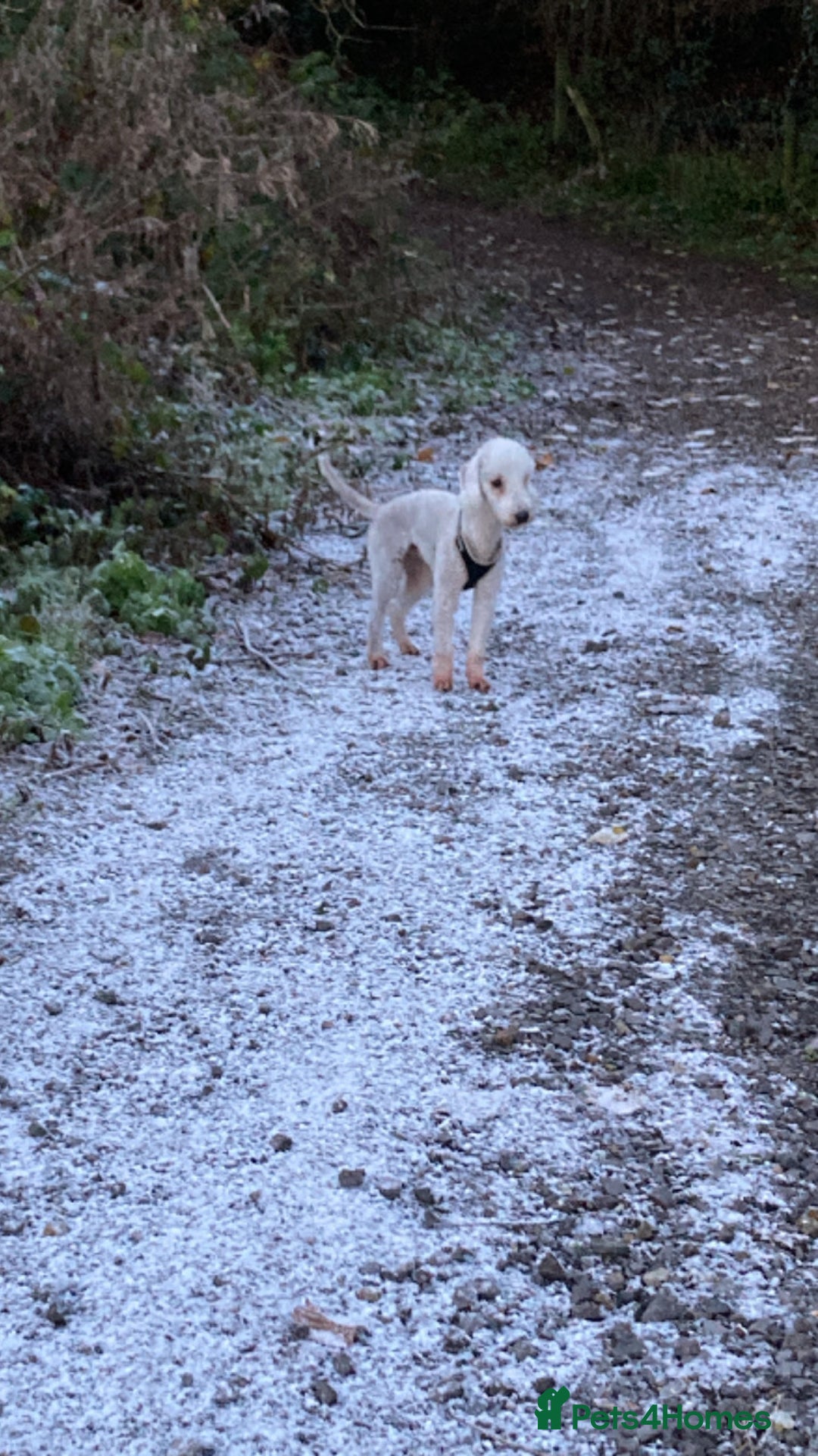 Bedlington Terrier dogs for stud: KC Registered Bedlington Terrier Stud in Ferryhill - Image 14
