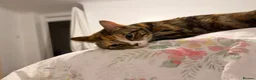 Domestic Shorthair cats for sale: Mixed Calico and Tabby Cat - Advert 1