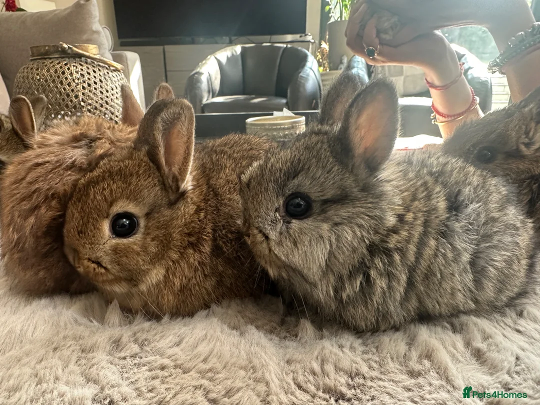 Netherland Dwarf rabbits for sale: Baby bunnies pure Netherlands Dwarf - Advert 2