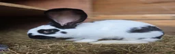 New Zealand rabbits for sale: New Zeeland x Continental Giant Bucks  - Advert 5