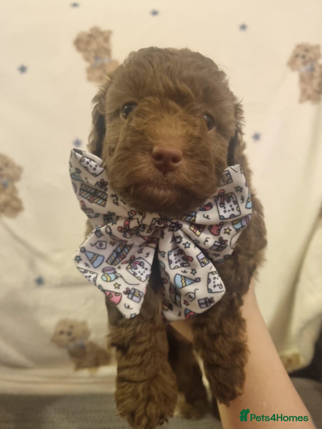 Cockapoo dogs for sale: Health tested F1b Toy / miniature cockapoo puppies - Advert 6