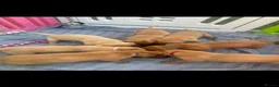 Labrador Retriever dogs for sale: 2 beautiful kc labrador boys  - Advert 21