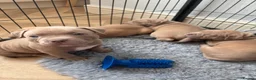 American Bully dogs for sale: American bully puppies  - Advert 28