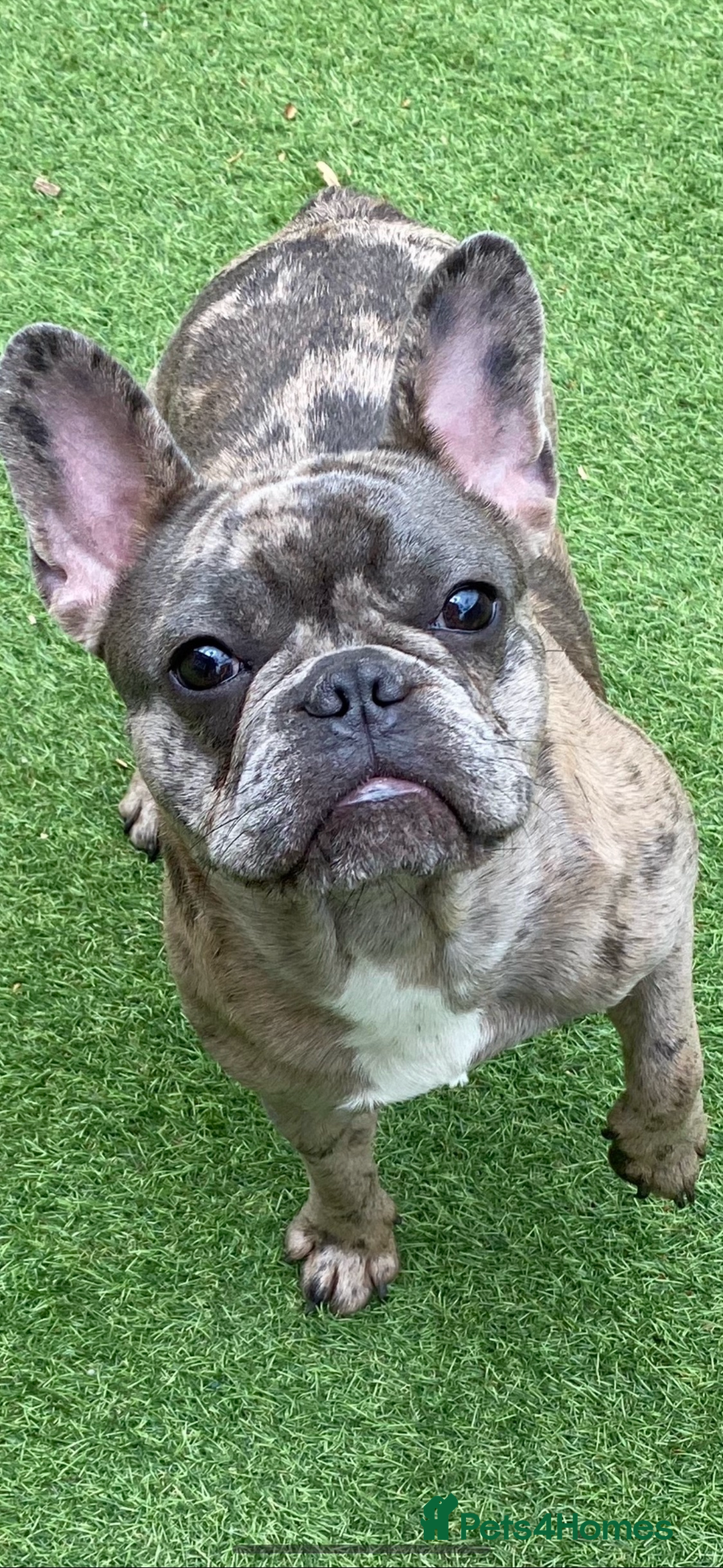 French Bulldog dogs for sale: Female French Bulldog - Advert 5