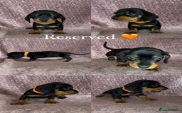 Miniature Dachshund dogs for sale: 🐾KC Reg Miniature Dachshund - READY NOW! 1 LEFT! - Image 9