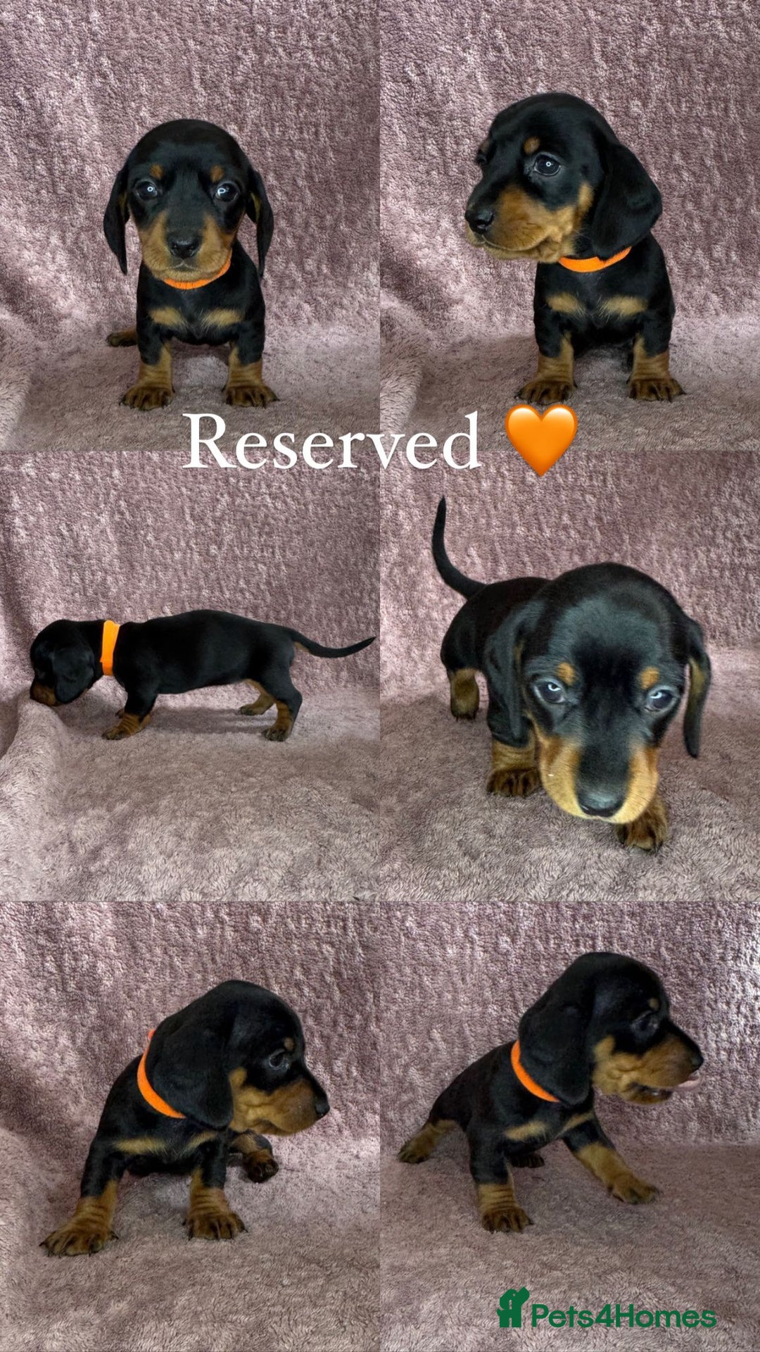 Miniature Dachshund dogs for sale: 🐾KC Reg Miniature Dachshund - READY NOW! 1 LEFT! - Image 9