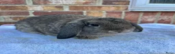 Mini Lop rabbits for sale: Mini lop agouti buck - Advert 3