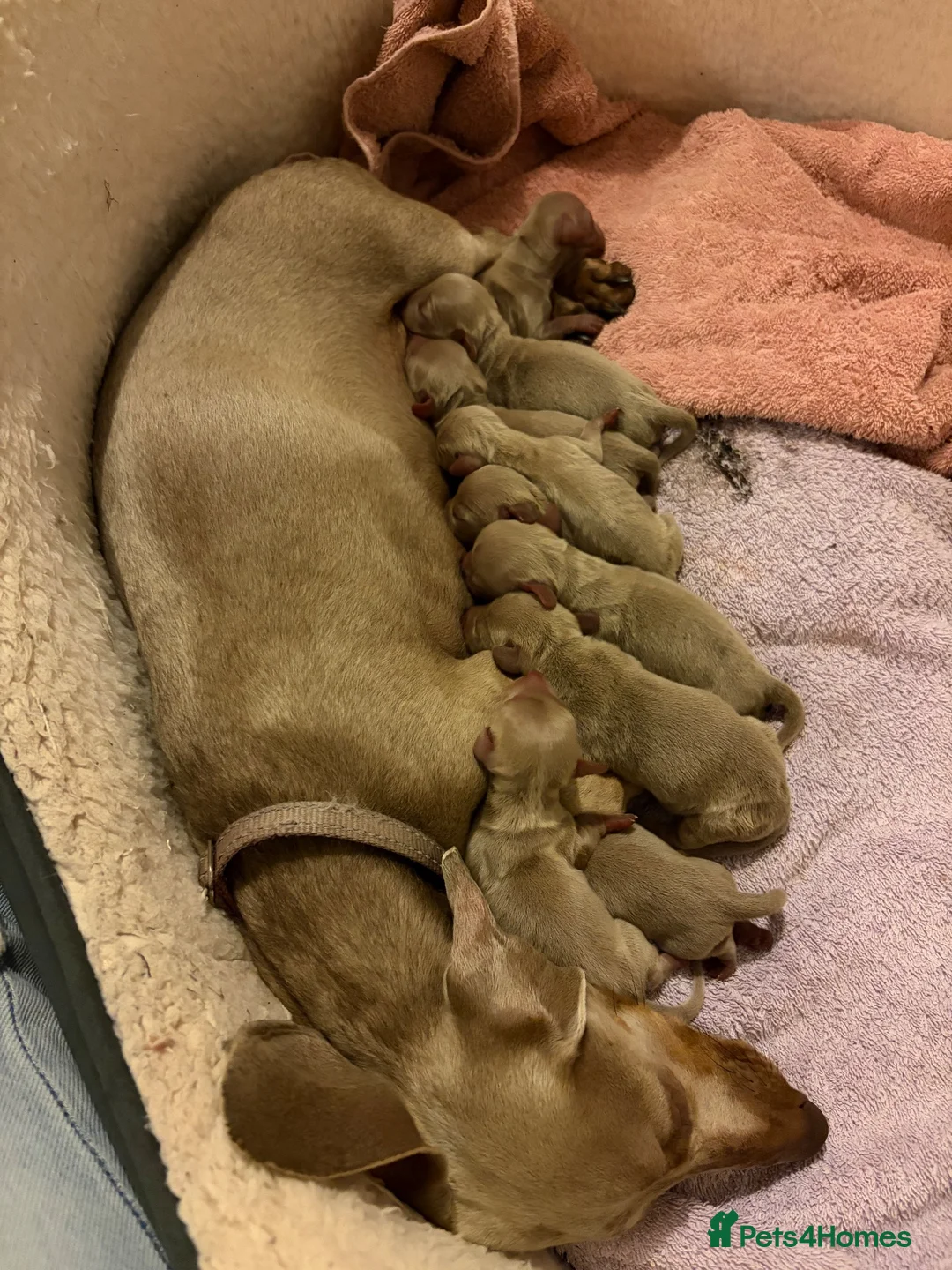 Dachshund dogs for sale: Mini Isabella Dachshund Puppies  in Banbury - Advert 2
