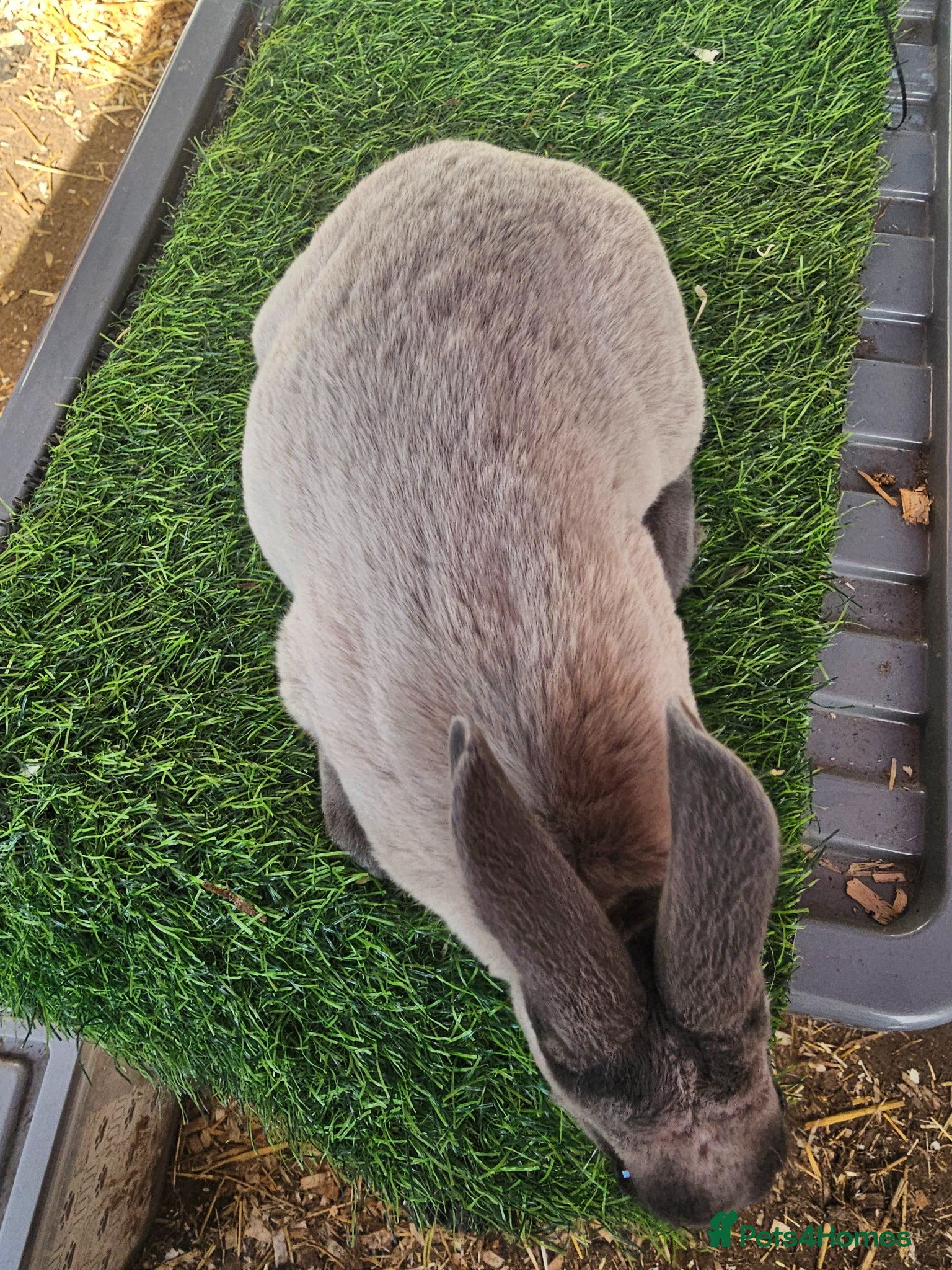 Rex rabbits Mini Rex non related  - Advert 4