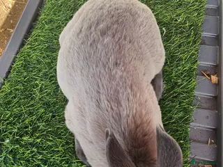 Rex rabbits Mini Rex non related - Advert 4