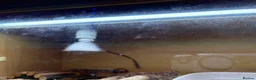 Skink reptiles for sale: Female Blue tongues skink and enclosure - Advert 6
