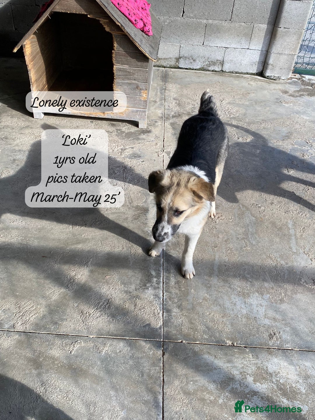 Mixed Breed dogs for adoption: Loki, 1 yr old, male. Reserved stc.  in Brixham - Image 12