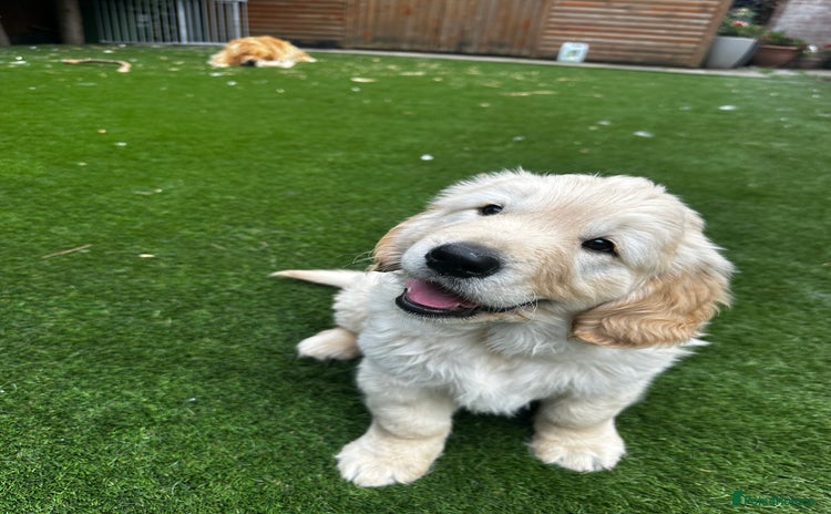 Golden Retriever dogs - Advert 3