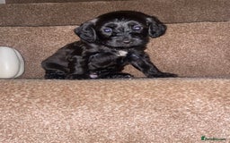 Cockapoo dogs for sale: F1 cockerpoos  - Image 5