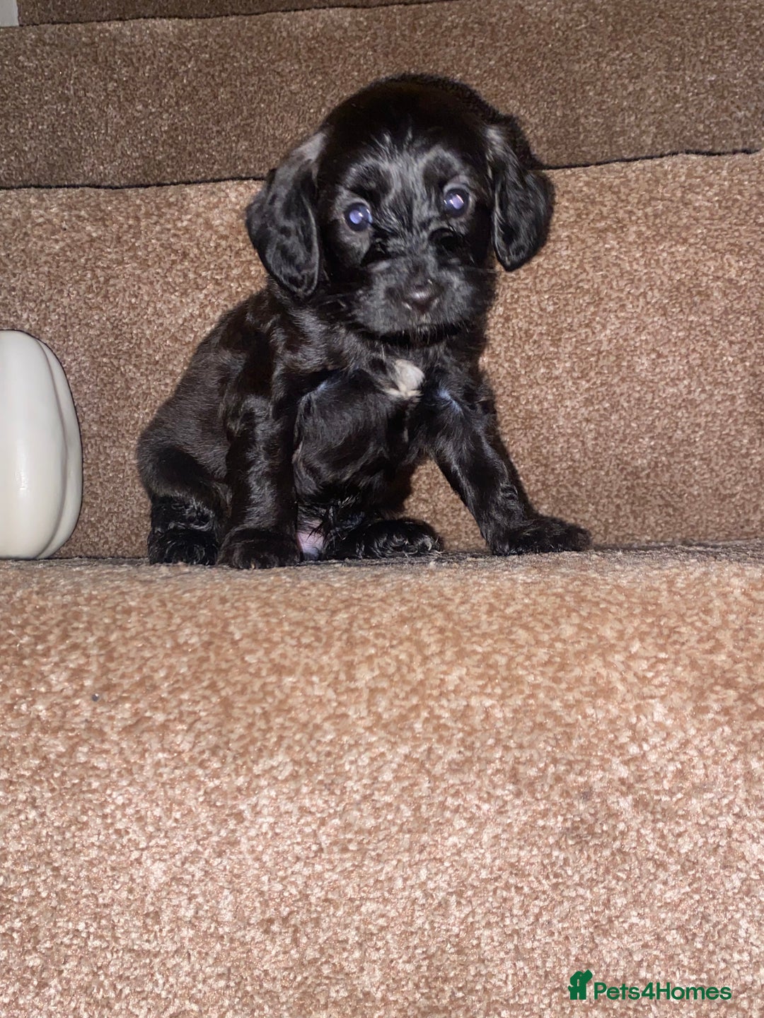 Cockapoo dogs for sale: F1 cockerpoos  - Image 5