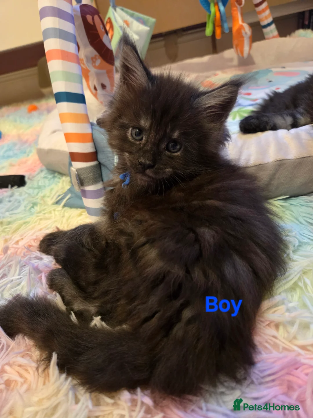 Maine Coon cats for sale: Tica reg Mainecoon kittens 1 boy left - Advert 11