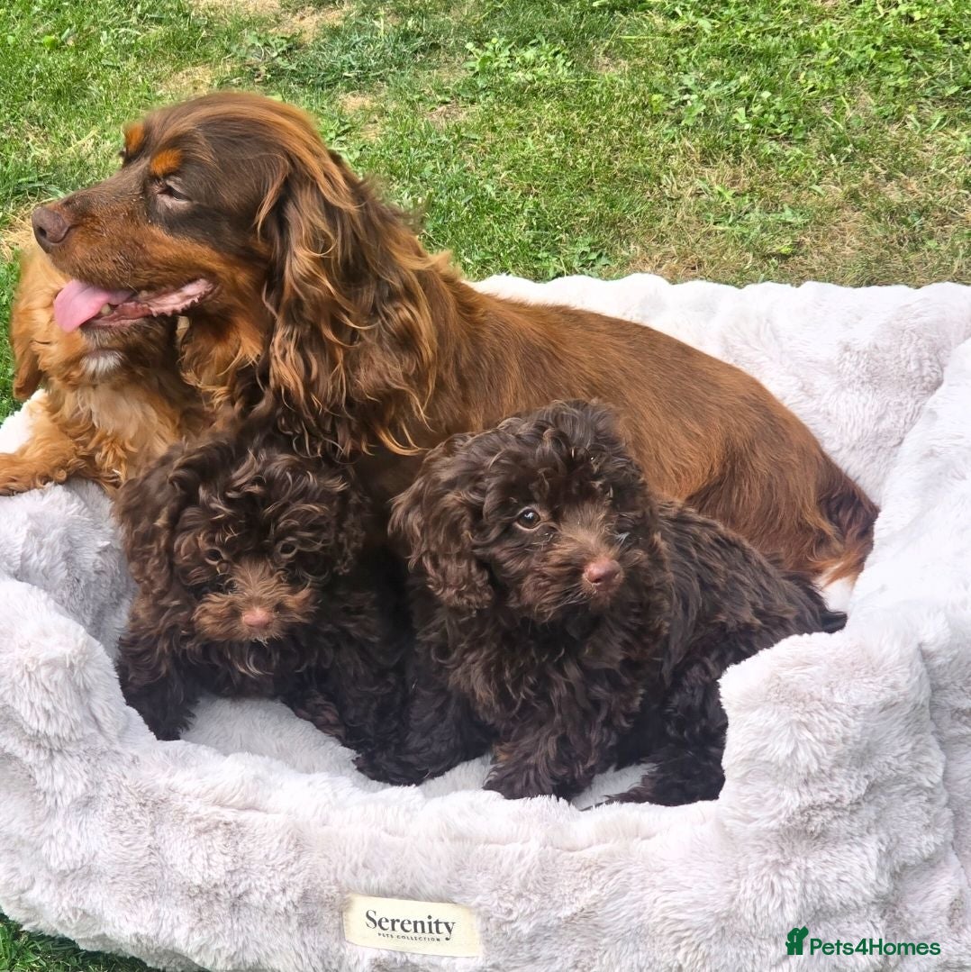 Cockapoo dogs Stunning F1 cockerpoo puppies  - Advert 2