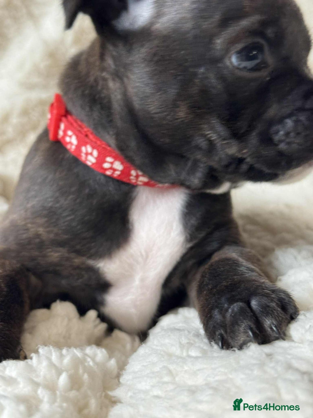 Staffordshire Bull Terrier dogs for sale: Kc registered Staffordshire bull terriers - Advert 14