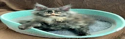 Maine Coon cats for sale: BEAUTIFUL MC KITTENS .  - Advert 11