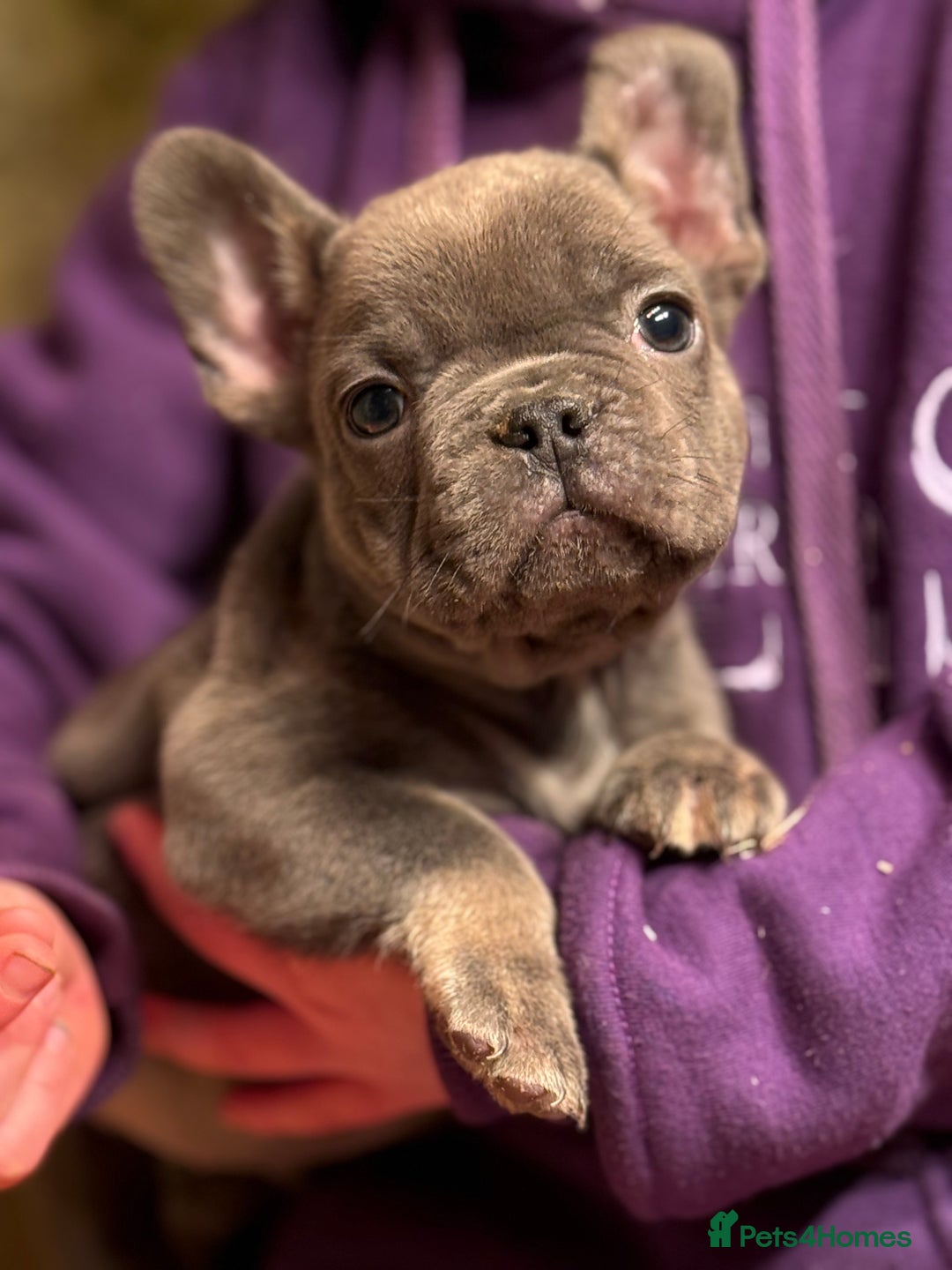 French Bulldog dogs for sale: Fluffy carrier French bull dog puppies  - Advert 1