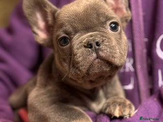 French Bulldog dogs Fluffy carrier French bull dog puppies - Advert 6