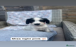 Sprocker dogs for sale: Black and white Sprockers looking for homes  - Image 5