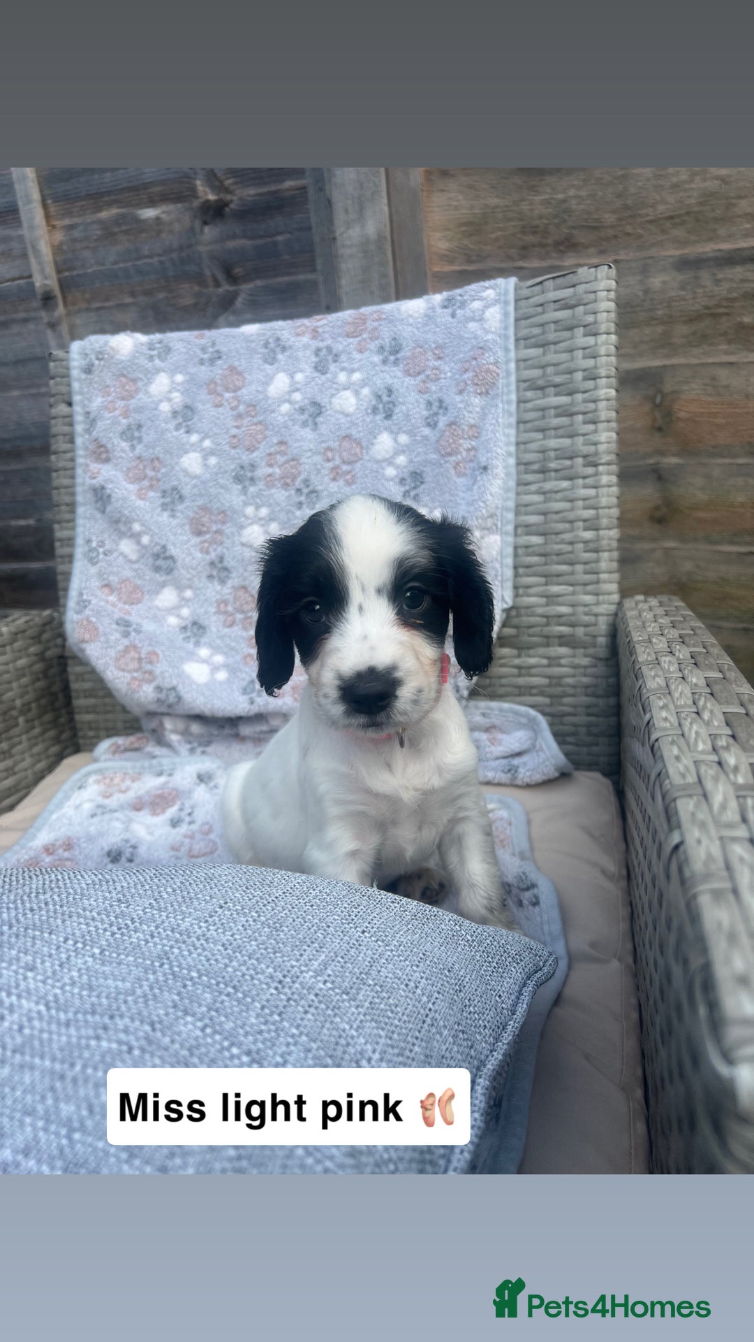 Sprocker dogs for sale: Black and white Sprockers looking for homes  - Image 5