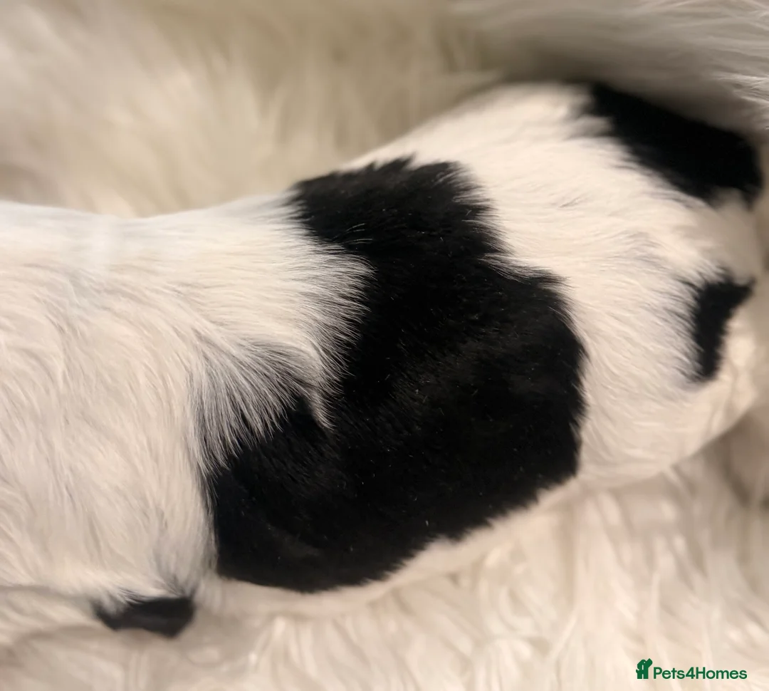 Cocker Spaniel dogs for sale: Show Cocker Spaniels for sale  - Advert 9