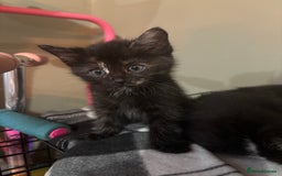 Mixed Breed cats for sale: Five beautiful kittens - Image 1