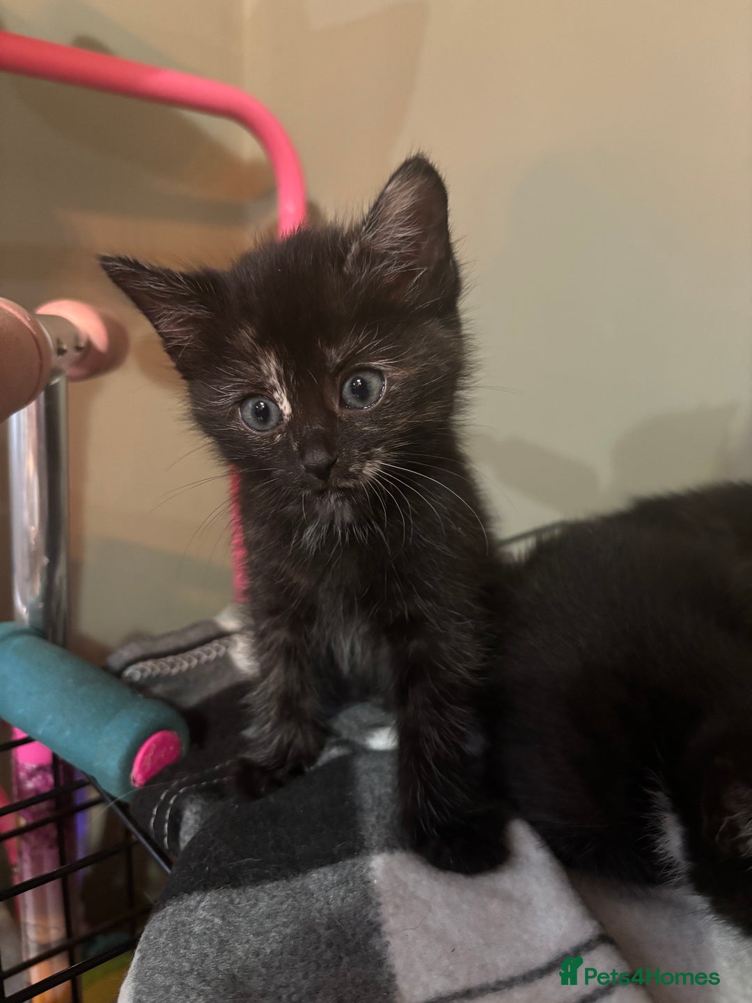 Mixed Breed cats for sale: Five beautiful kittens - Image 1