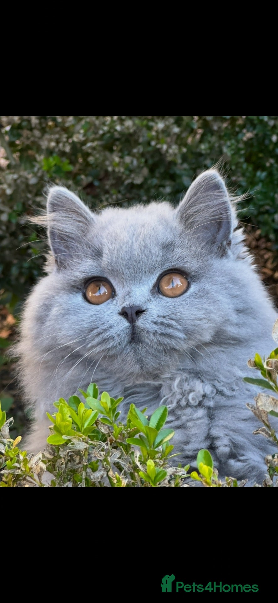 British Shorthair cats Two Remaining!  - Advert 1