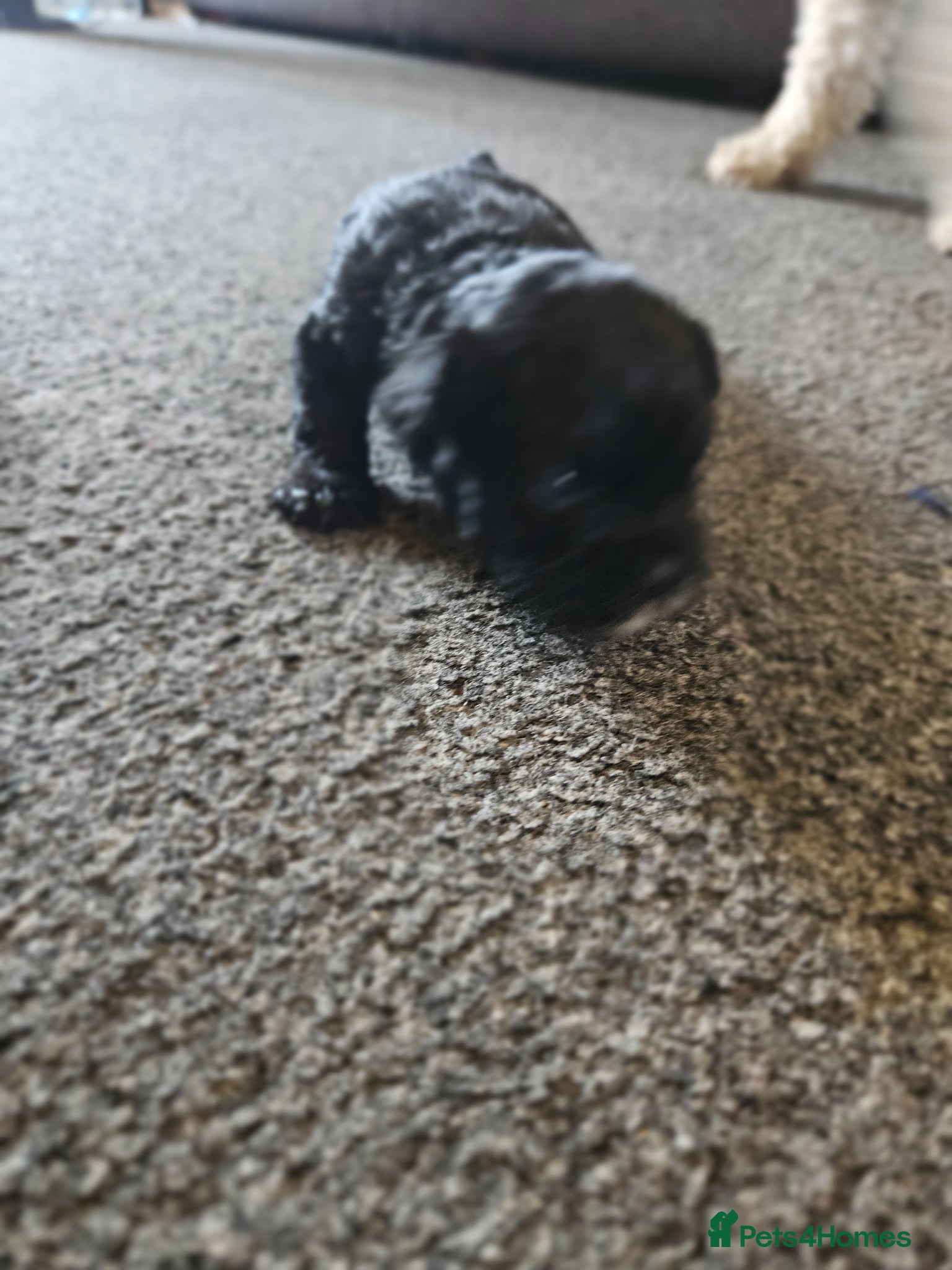 Shihpoo dogs Shihpoo puppies - Advert 2