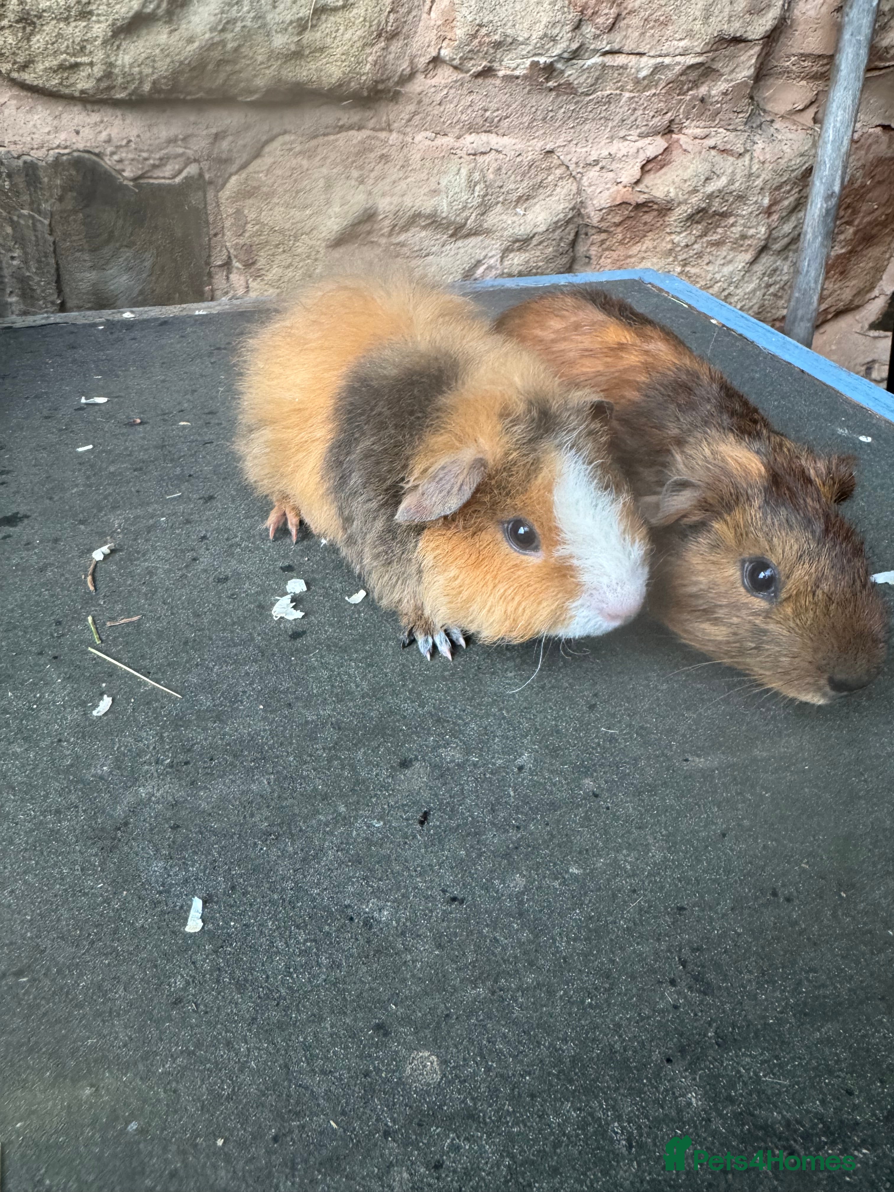 Guinea Pig rodents Baby male guinea pigs for sale  - Advert 2