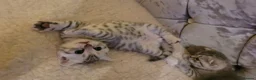 Scottish Fold cats for sale:  kittens looking for forever family  - Advert 3