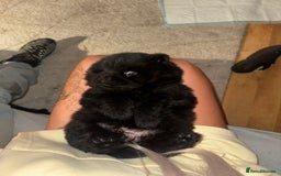 Chow Chow dogs for sale: Black chow chow carrying chocolate  - Image 7
