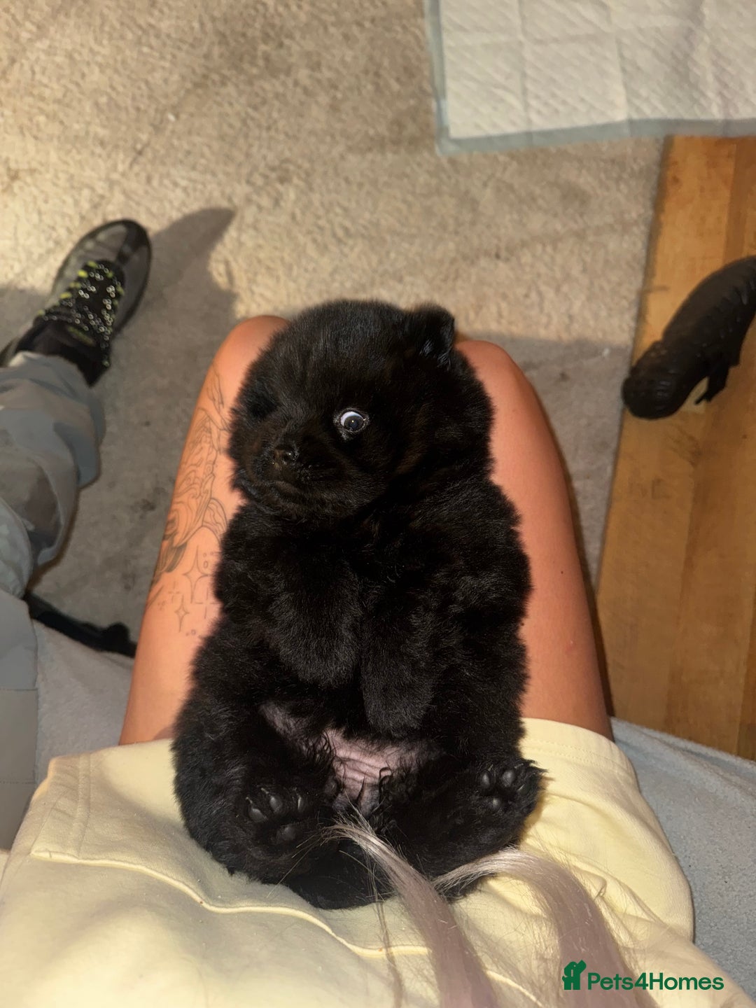 Chow Chow dogs for sale: Black chow chow carrying chocolate  - Image 7