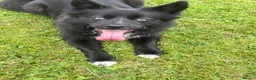 Pomsky dogs for sale: Pomsky for rehoming  - Advert 2