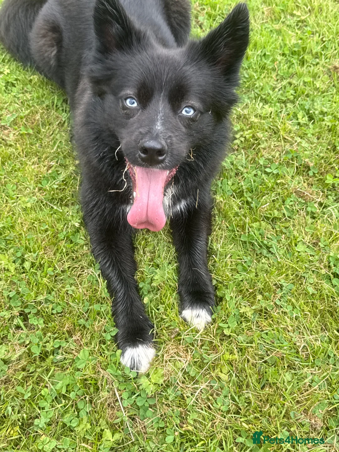 Pomsky dogs for sale: Pomsky for rehoming  - Advert 2