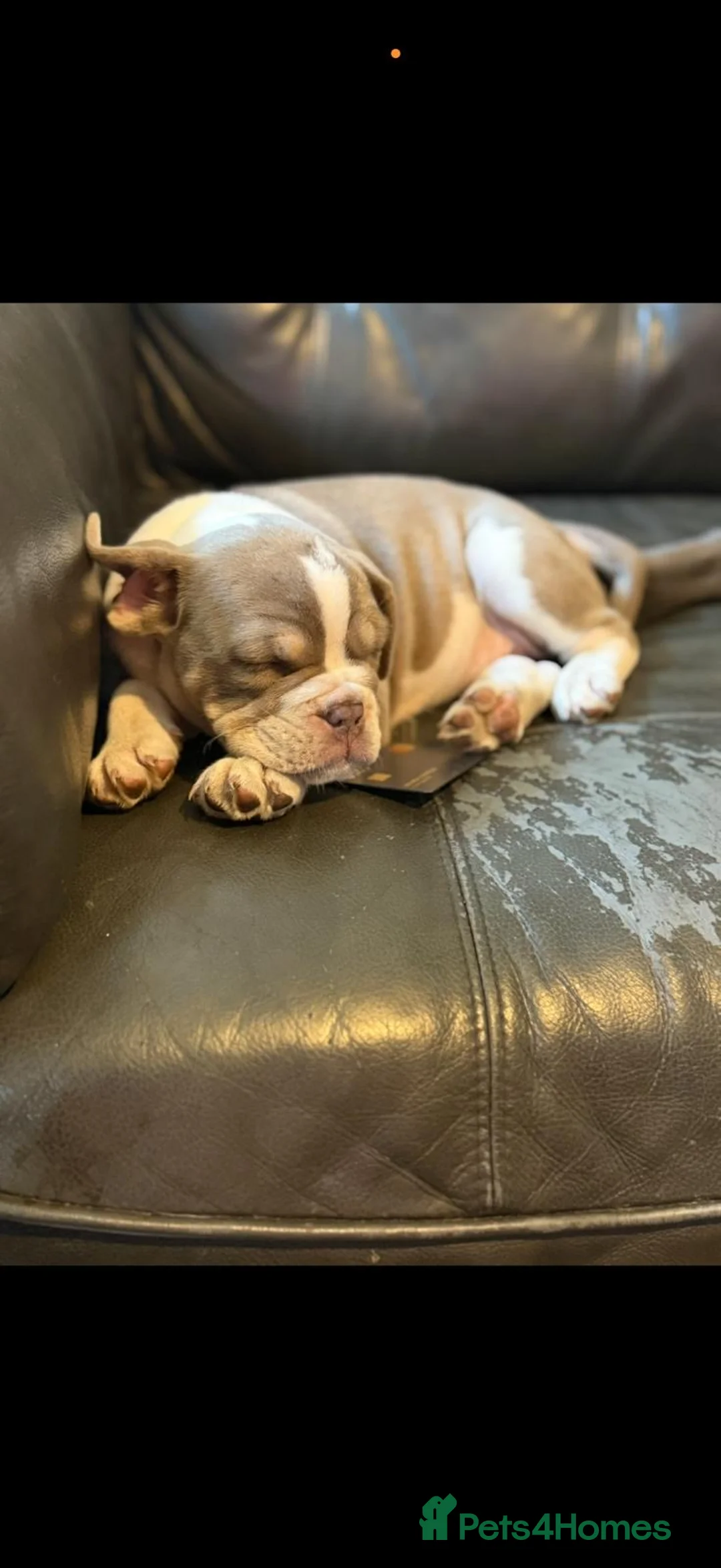 Mixed Breed dogs for sale: Bailey+Bella - Advert 9