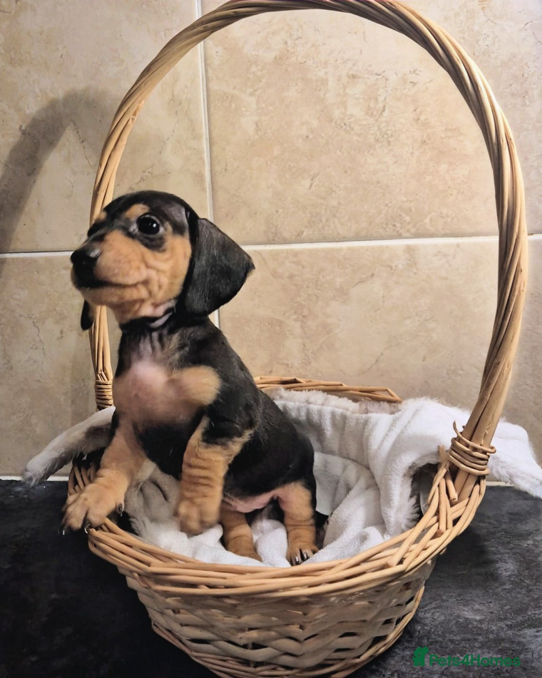 Miniature Dachshund dogs for sale: Miniature Dachshund puppies KC registered  - Advert 4