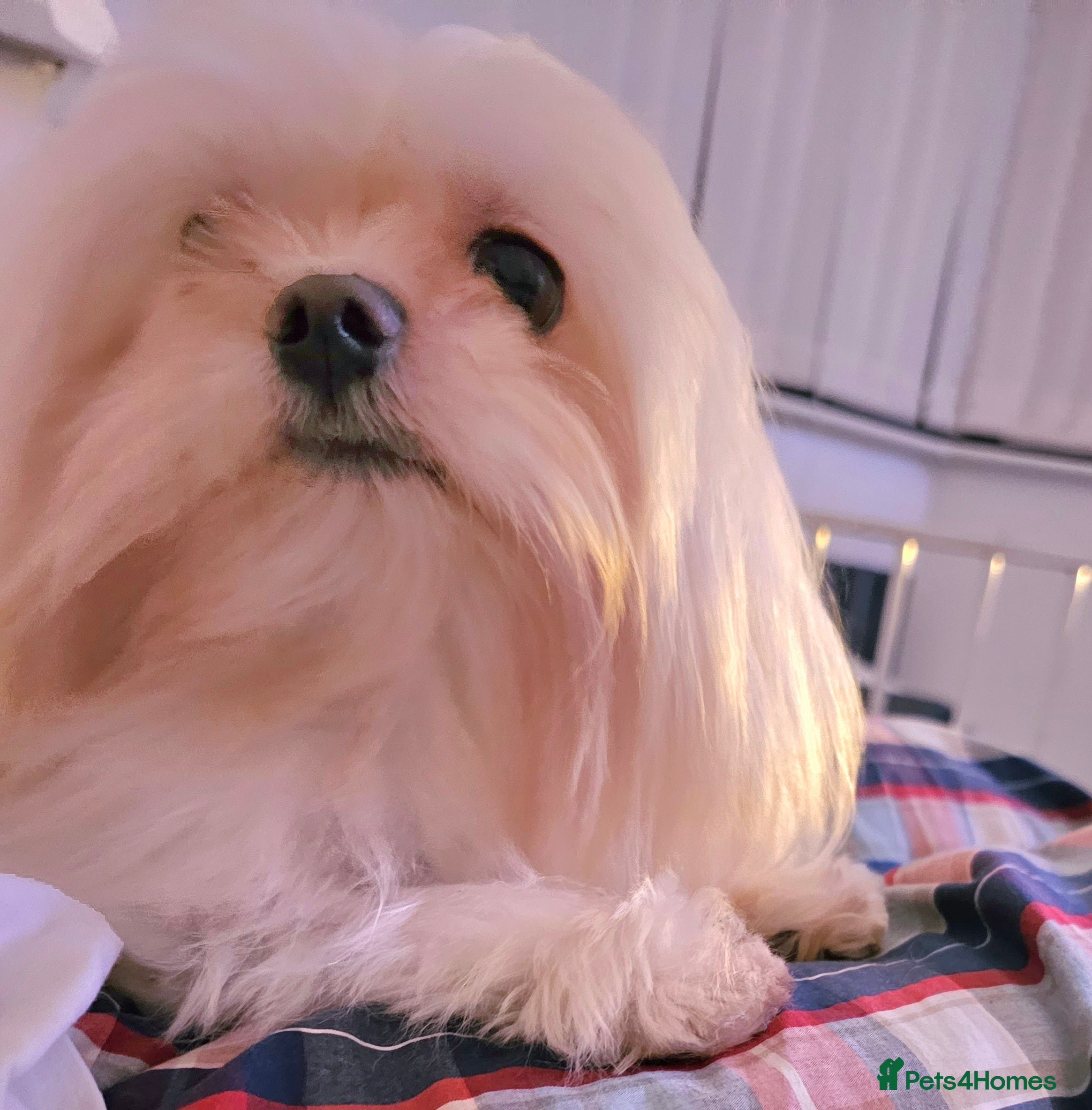 Maltese dogs 2kg kC Korean line Maltese stud in Derby - Advert 7