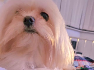 Maltese dogs in Derby - Advert 2