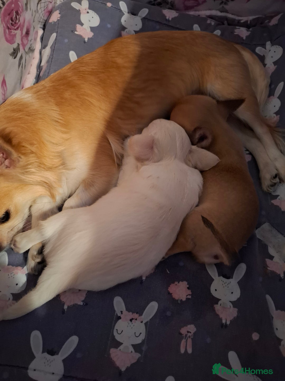 Chihuahua dogs for sale: Gorgeous Chihuahua puppies ❤️👑❤️ Bristol  - Advert 12