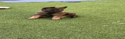 German Shepherd dogs for sale: 4 rare female German shepherd pups kc reg working  - Advert 12