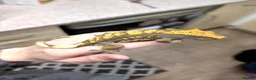 Gecko reptiles for sale: Crested Gecko in Oldbury - Advert 2