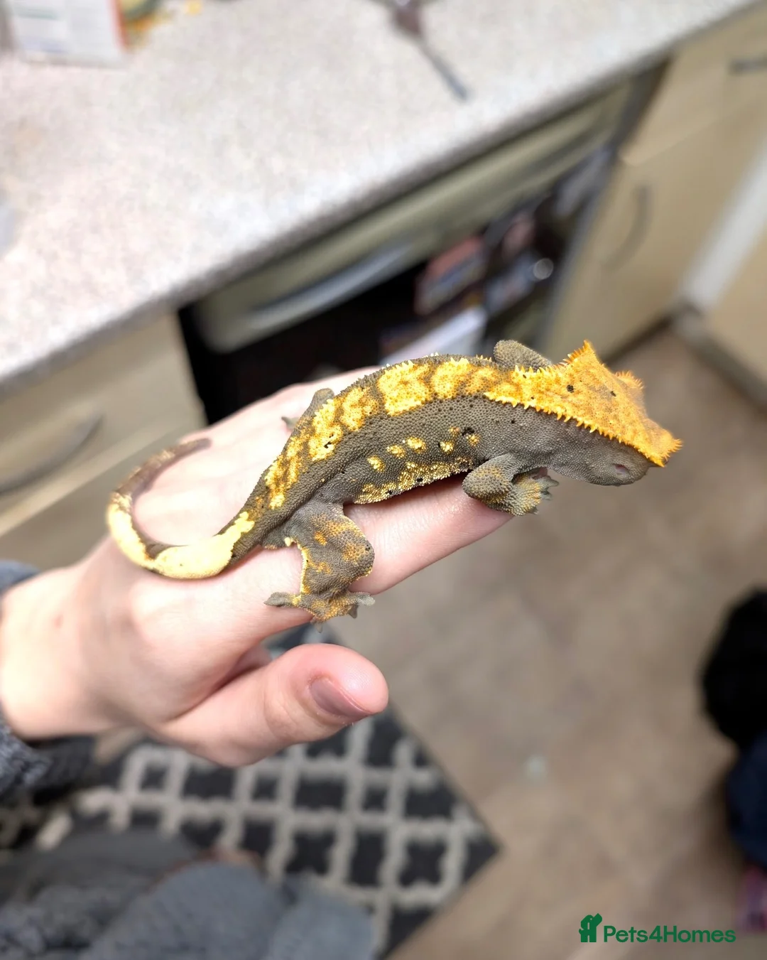 Gecko reptiles for sale: Crested Gecko in Oldbury - Advert 2