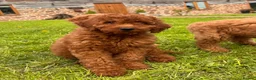 Irish Doodle dogs for sale: F1B Miniature Irishdoodles fully tested parents  - Advert 2