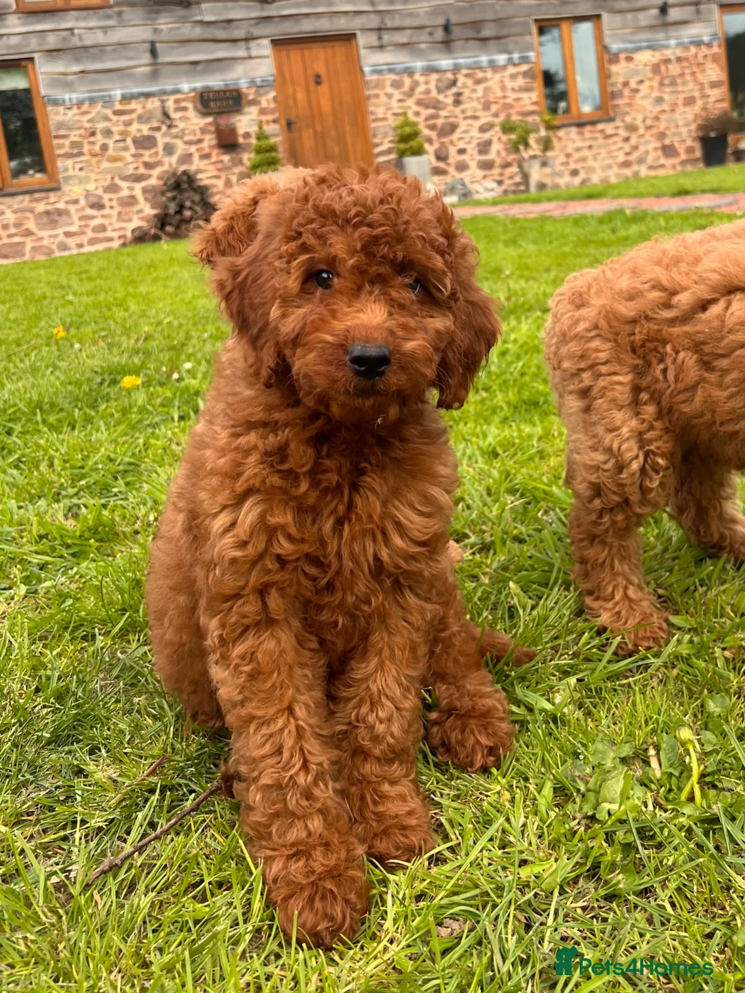Irish Doodle dogs for sale: F1B Miniature Irishdoodles fully tested parents  - Advert 2
